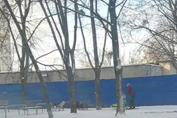Харків'янка запрягла собак у санки, відео: "Ідеальний спосіб пересування"
