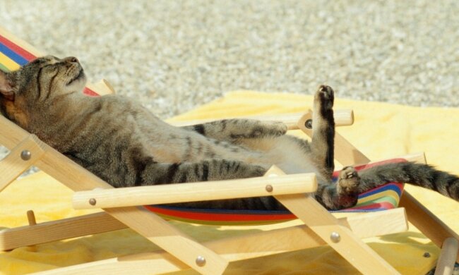 1484311303_576282fe3bec1-kot-na-otdihe-800x600_1200