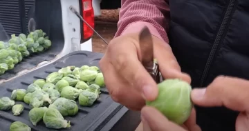 брюссельская капуста