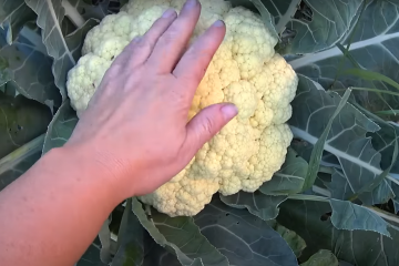 цвітна капуста