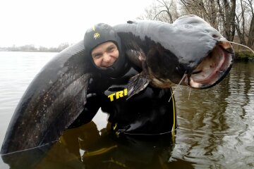 В Днепре поймали огромного сома: кадры 50-килограммового "людоеда"