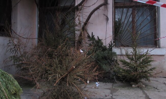 Одесити активно позбавляються від новорічних ялинок за винагороду: кадри "угоди"