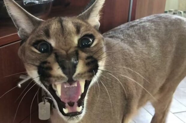  ������� ������� ���� 250 ������ ���� ���������� 