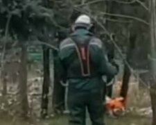 Работники лесхоза уничтожили деревьев более чем на миллион: детали инцидента  на Харьковщине