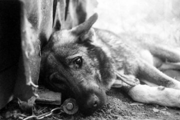 В Днепре устроили охоту на собак, срочное предупреждение: "доживают в муках"