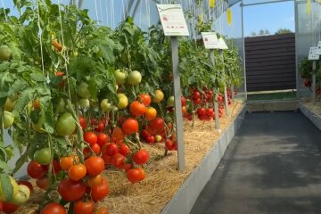 Місячний календар з 23 по 30 червня 2024 року: що і коли найкраще садити на городі