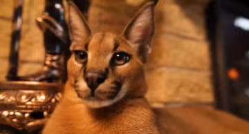 кот
