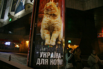 Украина — вторая в мире по количеству котов на человека (инфографика)