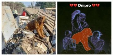 "Теперь он вместе с теми, кого любил": умер пес Крым, попавший под ракетный удар в Днепре, горожане просят создать мурал