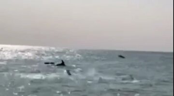 Стая дельфинов устроила шоу на одесском пляже, видео: "Это чудеса"