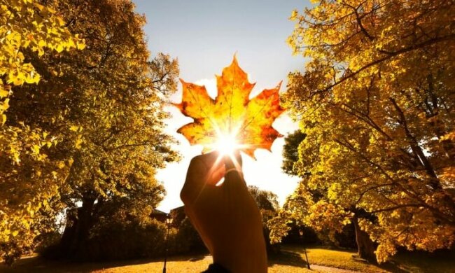 maple-leaf-1-737×439