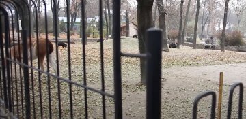 В Харьковском зоопарке появились новые обитатели, фото: "В поисках  вкусненького"