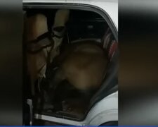 Мужчина затащил лошадь в салон "Жигулей", видео: его остановила полиция