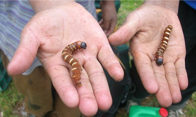 Phassus_larvae_in_hand_20inch