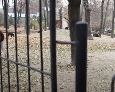В Харьковском зоопарке появились новые обитатели, фото: "В поисках  вкусненького"