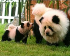 Китайцы превращают собак в панд и тигров (фото)