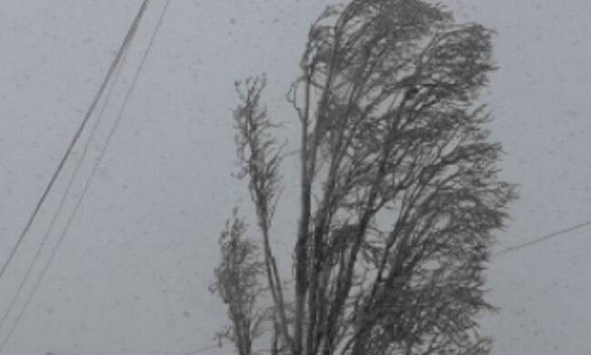 Разгул стихии в Одессе, дерево рухнуло на машины: видео падения разлетелось по сети