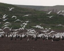 Весна заманила стаи дивных птиц в Одесскую область, фото: "Прилетели из далекой Африки"