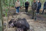 В Ровенской области спасали краснокнижного лося: животное, застрявшее в болоте, отправили на лечение во Львов