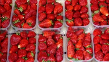 Почему ягоды клубники деформируются: 5 главных причин