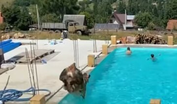 Корова устроила заплыв в бассейне с украинскими туристами: курьезное видео
