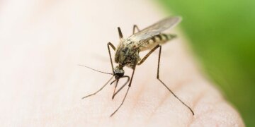 Zika-Virus-Aedes