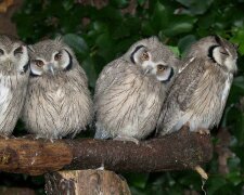 Asian-Bay-Owls