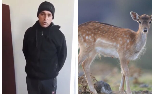 На Одесчине застрелили животное, которое привезли зоозащитники: детали вопиющего случая