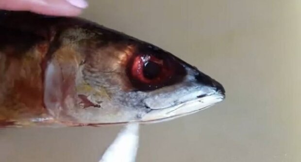  ���������� ����������� ������ ���� ������ ����������� ����� 