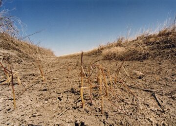 Одесскую область накрыла рекордная засуха: стало известно о первых потерях