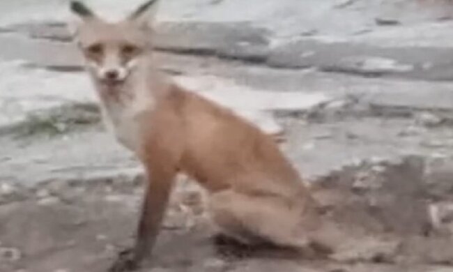 Днепр атакуют лисицы, кадры: "Стали частыми гостями"