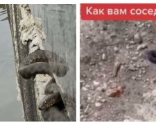Харків'яни скаржаться на навалу змій у місті, неприємні кадри: де вони мешкають