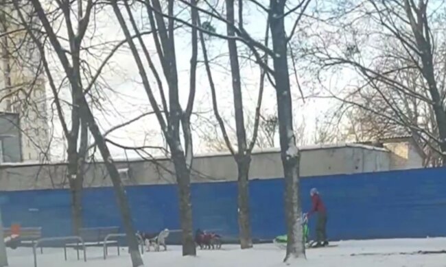 Харьковчанка запрягла собак в санки, видео: "Идеальный способ передвижения"