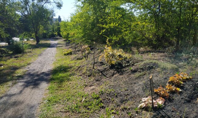 У Дніпрі вандали знищили цілу алею: фото свавілля