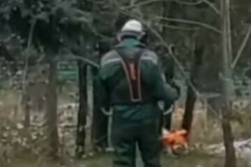 Працівники лісгоспу знищили дерев більш ніж на мільйон: деталі інциденту на Харківщині