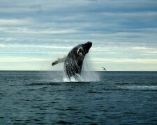 Конец близко: ученые сообщили, от чего гибнут киты
