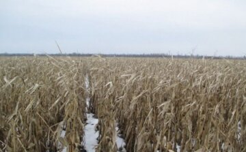 Український урожай виявився під загрозою: "Впливає на весь світ"