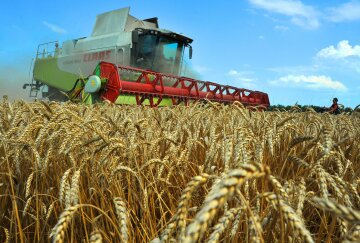 Египет отказался от российской пшеницы