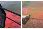 В Азовское море попала токсичная краска, кадры: "берега усеяны рыбой"