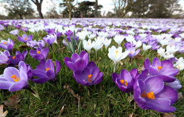 весна, цветы, Getty Images