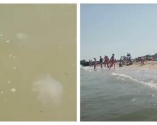 "Они просто атакуют": медузы на украинских пляжах оставляют яд в воде, видео
