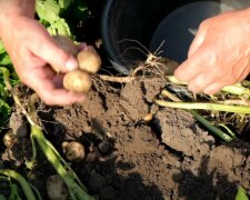 картофель, огород, посадка картофеля