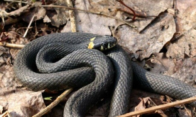 Жители встревожены активизацией змей в Харькове, фото: "Возле Центрального рынка..."