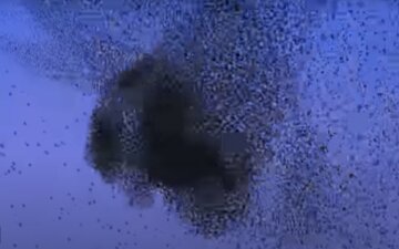 "Пташиний смерч" пронісся над Одесою: видовищне відео розлетілося по мережі