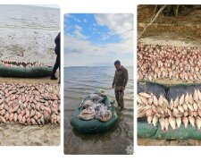Инспекторы Госэкоинспекции пресекли масштабное нарушение: браконьеры наловили рыбы на 2 миллиона