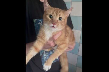 Коты прожили три года одни в пустой квартире: подробности уникального случая на Днепропетровщине