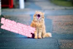 Cute-cat-yawns_1920x1200