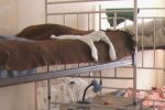 Бесплатное жилье для ВПЛ в Хмельницкой области