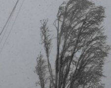 Разгул стихии в Одессе, дерево рухнуло на машины: видео падения разлетелось по сети