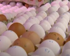 Цены на яйца в Украине стремительно пошли вверх: данные Минфин